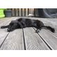 Zigi, Mischling sucht Sofa Welpen - Rüde