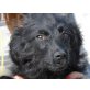 Zigi, Schäferhund - Rüde