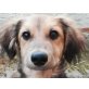 Ziko, ausgeglichen und lieb Welpen - Rüde
