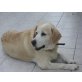 Zikos, kinderlieber Bär!, Labrador - Retriever Mix - Rüde