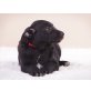 Zilli, Schwarze Labrador/MudiMischung - Hündin