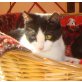 Zimbardo, Mischling - Kater