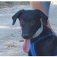 Zipi, schöner Labrador Mix Welpen - Rüde