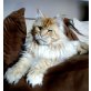 Zippo, Maine Coon - Kater