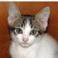 Zippo, weiß-grauer - Kater