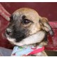 Ziraki, Chihuahua-Mischling Welpen - Rüde
