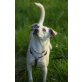 Zisel, Labrador / Unbekannt - Rüde