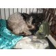 Zita, Chihahua-Pudel-Mix - Hündin