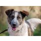 Zitta, Australian Shephard Mix - Hündin
