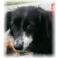 Zizi, Ein kleines Hündchen sucht seine große Liebe. - Hündin
