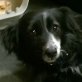 Zizi, Mix - Hündin