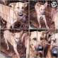 Zizi, Schäfer-Mix Welpen - Hündin