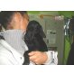 Zizi, sucht Familienanschluss Welpen - Rüde