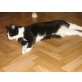 Zizou, EHK - Katze