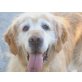 Zlaty, Golden Retriever - Hündin