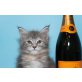 Zoe A Star Coon, Maine Coon - Katze