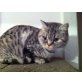 Zoe, Britisch Kurzhaarkatze - Katze