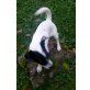 Zoe, Chihuahua und Jack Russel - Hündin