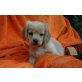 Zoe, Golden Retriever, Spaniel und Spitz Welpen - Hündin