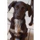 Zoe, Mischling Welpen - Hündin