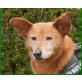 Zoe, Podenco-Mix - Hündin