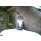 Zoey, Maine Coon - Katze