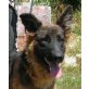 Zoey, Schäfer-Mischling - Hündin