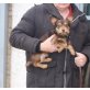 Zoilo, Dackel Chihuahua Mix - Rüde