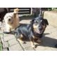 Zola, Kleiner Bracken Mix sucht Familie - Rüde