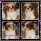 Zoom, Shih Tzu Welpen - Hündin