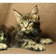 ZoomZoom, Maine Coon - Kater