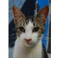 Zor, wer bringt durch Liebe Licht in sein Leben? - Kater