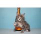 Zora A Star Coon, Maine Coon - Katze