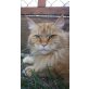 Zora, Maine Coon - Katze