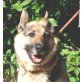 Zora, Schäferhund-Mix - Hündin
