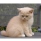 Zora ud Zimbali, Britisch Kurzhaarkatze - Katze