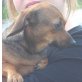 Zorka 2, Dackel-Chihuahua-Mix - Hündin