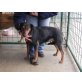 Zorka, Bracken-Terrier-Mischlingshündin - Hündin