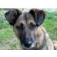 Zorka, menschenbezogener Schäferhund-Mix - Hündin