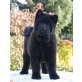 Zorro, Chow-Chow Welpen - Rüde