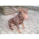 Zorro, Deutscher Jagdterrier - Rüde