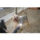 Zorro, Yorkie-Mix - Rüde
