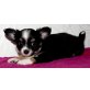 Zorro,Zlott,Zure, Chihuahua langhaariger Schlag Welpen - Rüde
