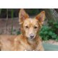 Zorro, sucht ein ruhiges Zuhause - Rüde
