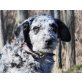 Zosko, Labrador/Mudi Mischling Welpen - Rüde