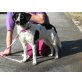 Zoulou, Kleine Münsterländer-Mix Hündin - Hündin