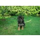 Zuccero, Deutscher Schäferhund - Rüde