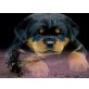 Zuchtstätte von der Pannonia, Rottweiler - Rüde