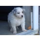 Zuckersüße, Australian Shepherd Dog Welpen - Rüde