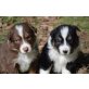 Zuckersüße Australian Shepherd Welpen, Australian Shepherd Dog Welpen - Rüde